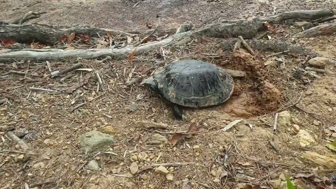 Turtle egg Jinju 3 4 Join BGM