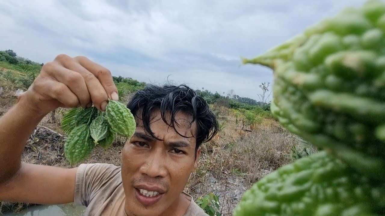 Mupuk sawit kebun berbagi GAk sangka panen piye