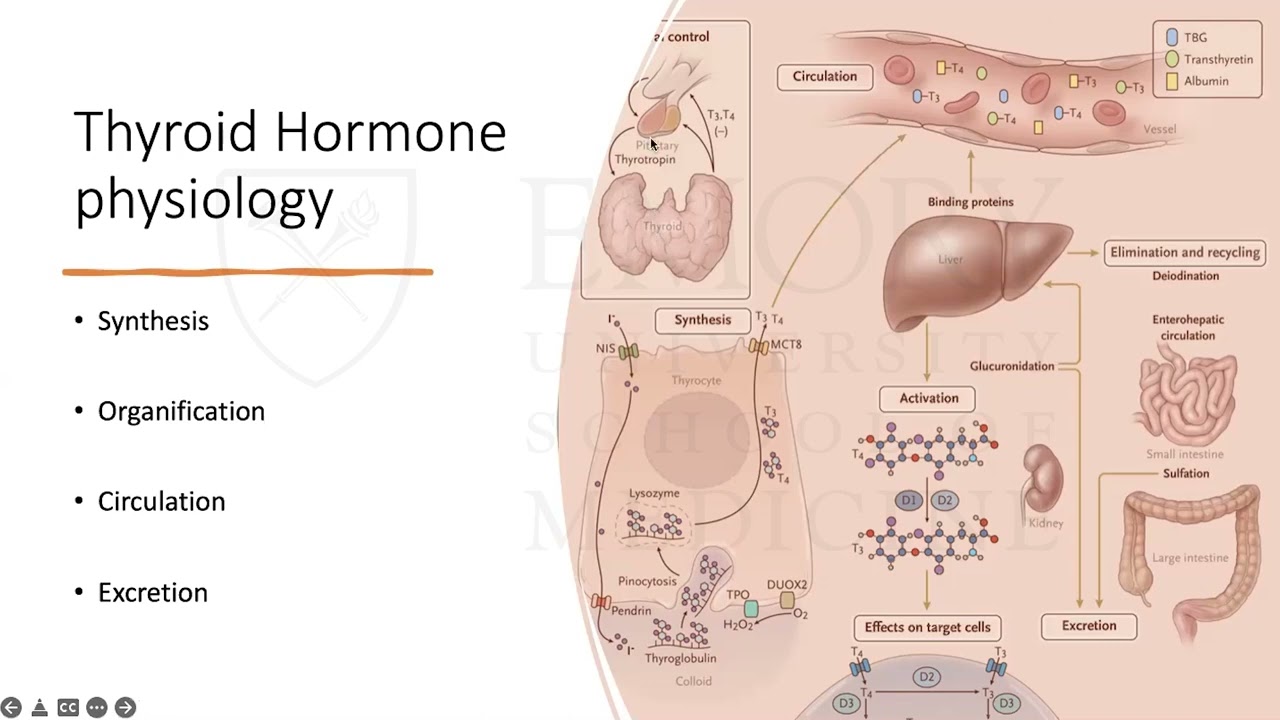Amiodarone Induced Thyroid Dysfunction