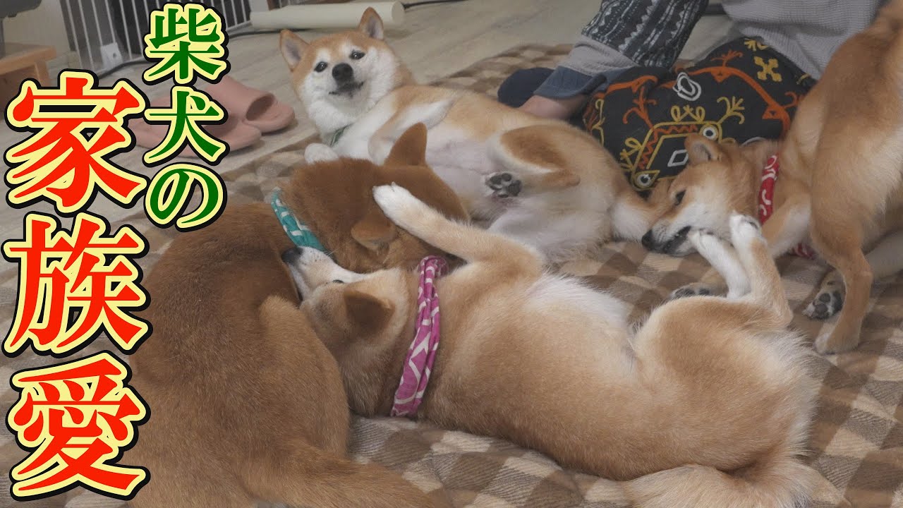 てんかんの兄を気づかう弟と妹、そしてその愛に気づく兄柴犬のドラマにジーンときました。