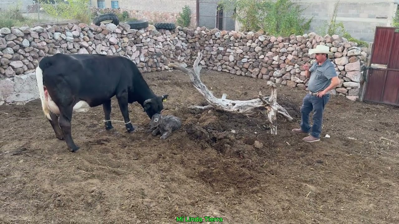 HOY NOS PUSIMOS A ORDEÑAR LOS CALOSTROS DE LA VACA RECIEN PARIDA