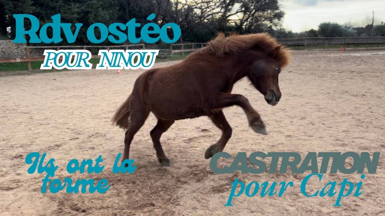 Grosse journée à l’écurie : ostéo pour Ninou & castration de Capi 🐴