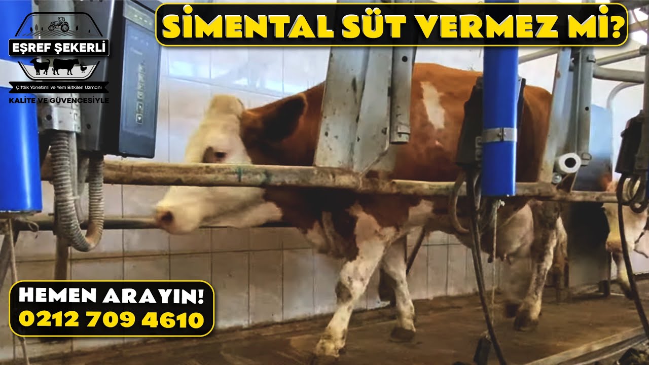 Simental Süt Vermez mi?
