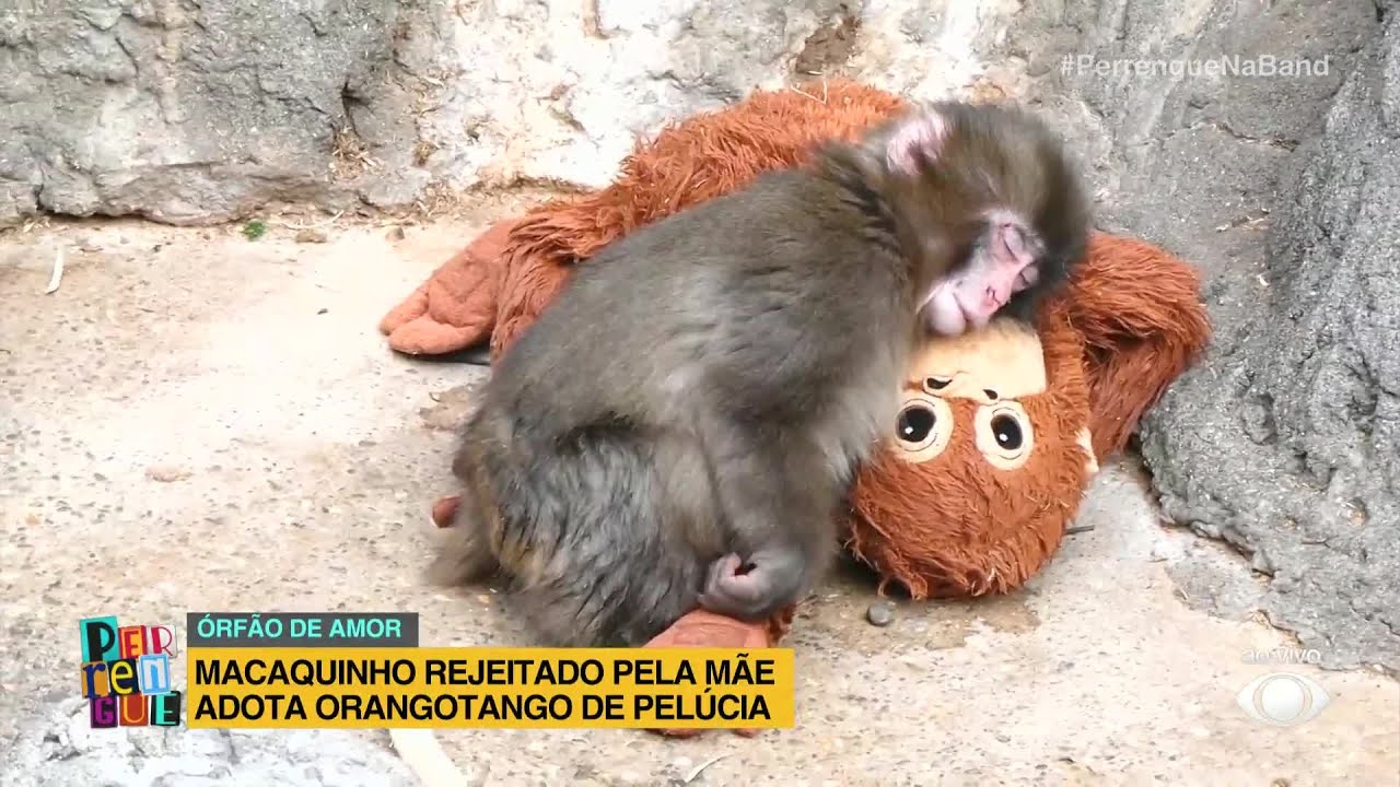 Macaquinho rejeitado pela mãe comove a web ao adotar pelúcia