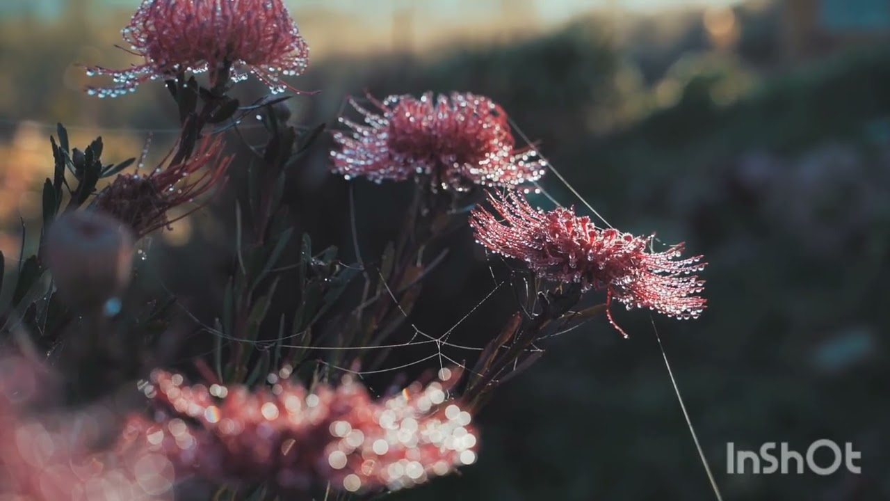 🌸🌼🌺 காலை வணக்கம் 🌺🌼🌸மியூசிக் : Suno AI 🎶வீடியோ : Free / No Copyright 🌿பூக்கள் போல மனசும் மலரட்டும்,