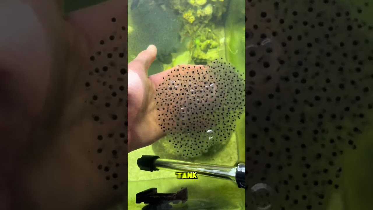 Raising 100 Tadpoles&mdash;Their Growth Will Shock You! 🐸😲