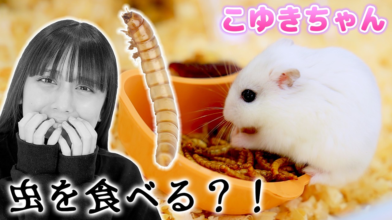 【ハムスター】こゆきちゃんに虫をあげる？！大量のミルワーム😱