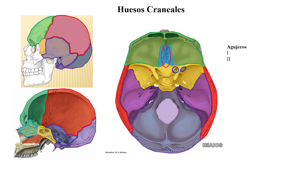 Comprendiendo la Neurología - 1 Neuroanatomía
