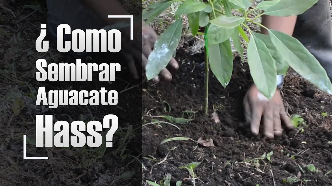 Siembra de aguacate hass