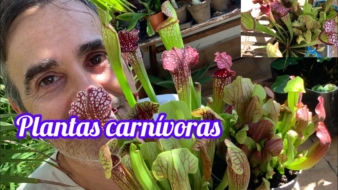 Plantas carnívoras CAP 228