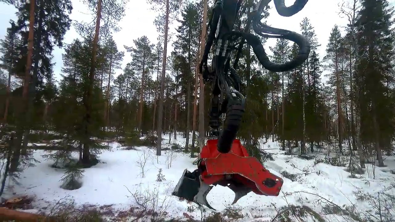 Paluu metsään. Liian suuria puita. Valtra Nisula