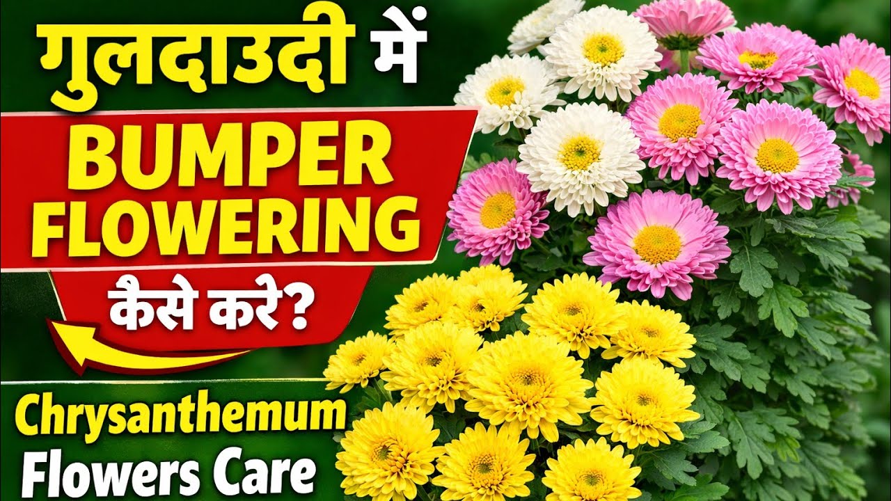 गुलदाउदी से बहुत सारे फूल कैसे लें 🌷How To Get Bumper Flowering In Chrysanthemum Flowers #flowers 