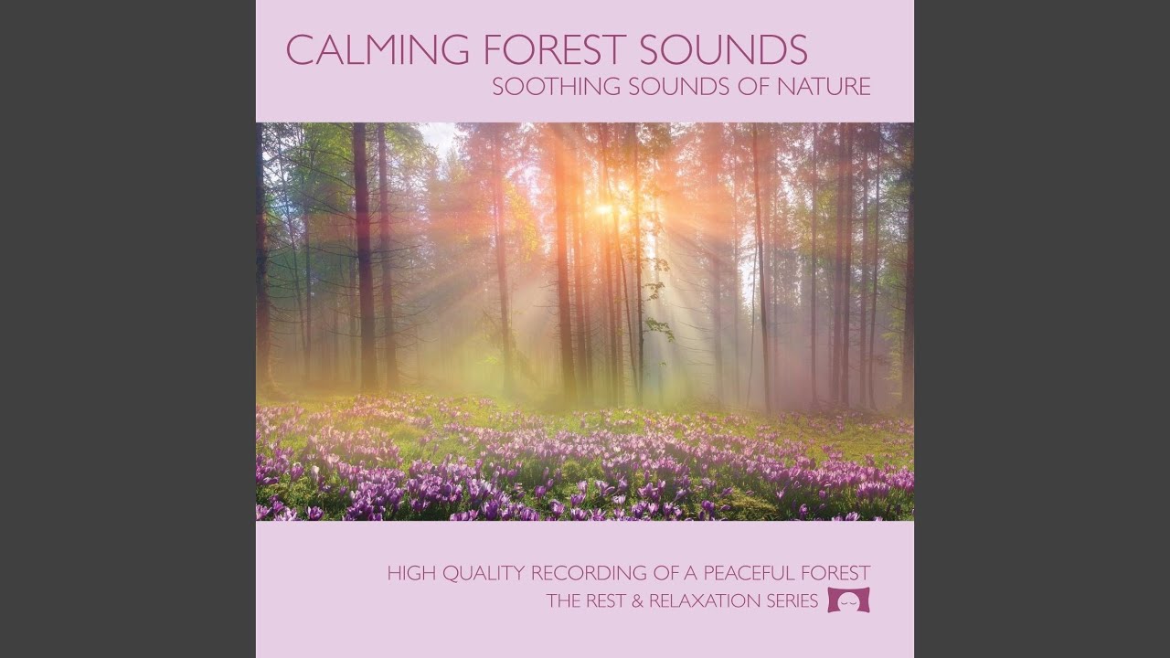 Calming Forest Sounds