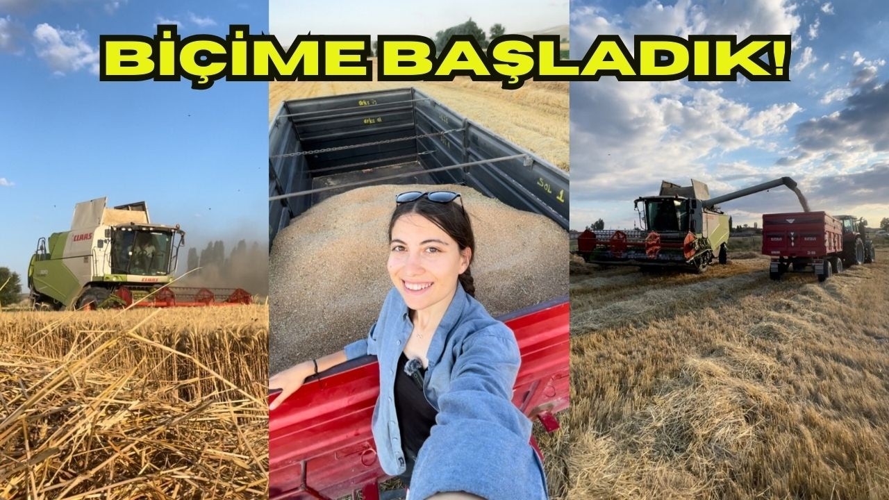 HARMAN HAZIRLIKLARI VE REKOR VERİMLE HARMAN BAŞLANGICI! BİÇER GELESİYE BAHÇE İŞLERİNİ BİTİRDİK!