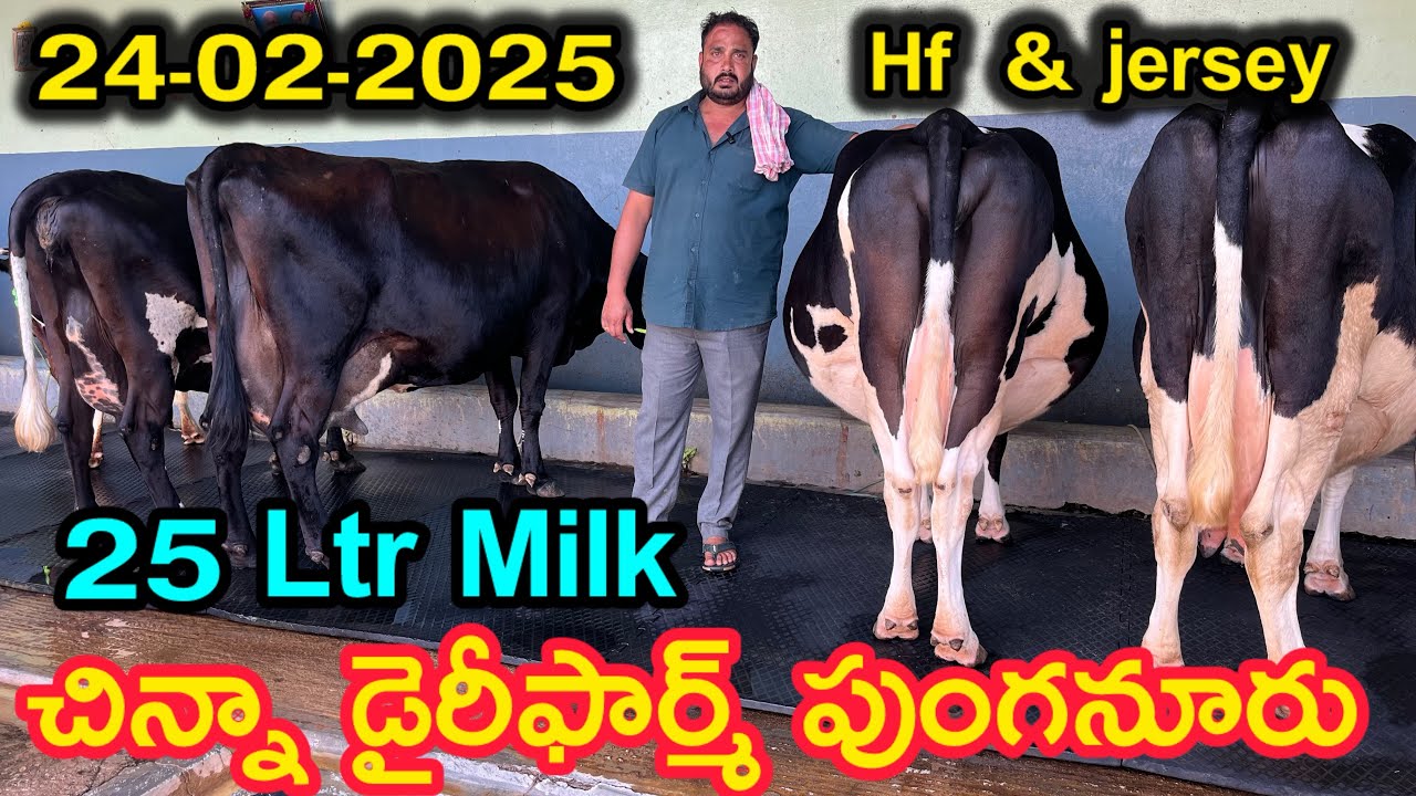cow for sale ; 8639364981 Chinna Dairy Farm 9391213289 punganuru #cow #@lksa1506 