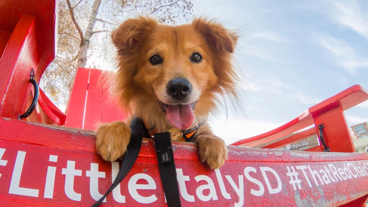 Tawny's Urban Exploration Sniffari with The Joyful Pooch