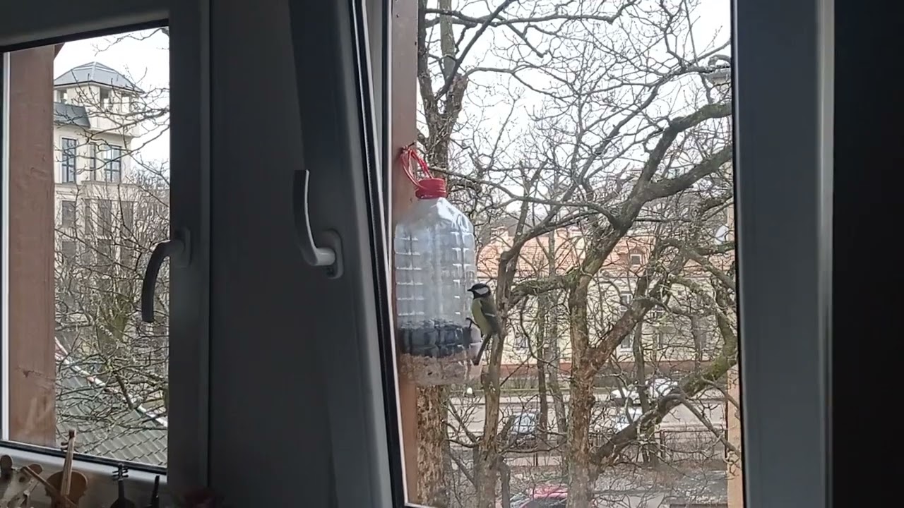 наш класс в музыкалке. Окно и синички
