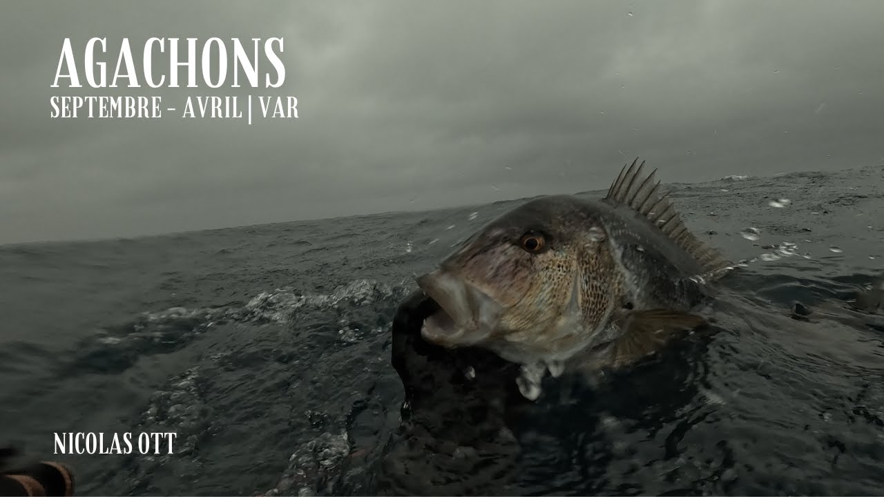 AGACHONS SEPTEMBRE- AVRIL | VAR
