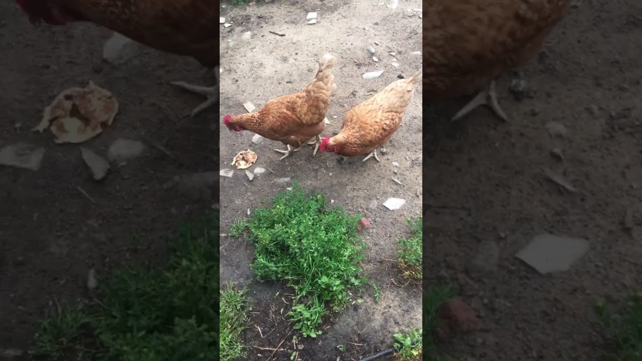 Chicken 🐔
