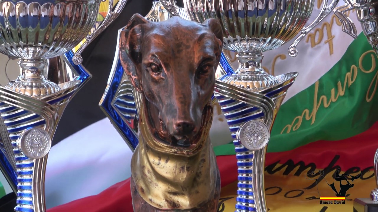 🐕 Galgos Recta en Arroyo de San Serván, 2019 Greyhounds