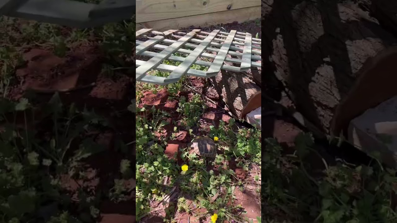 Expanding The Tortoise Pen