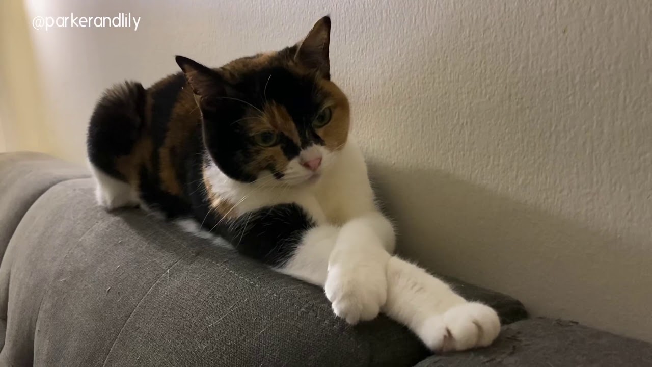 Lily cat talking to herself