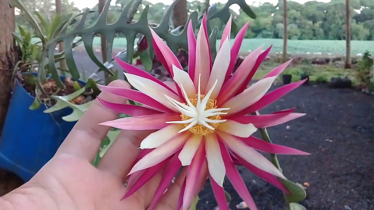 #CactoSianinha ....
Flor do cacto Sianinha 🌸⚘🌵