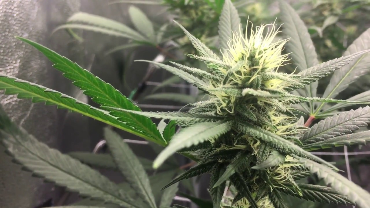 LED Closet Grow Flowering Week 4