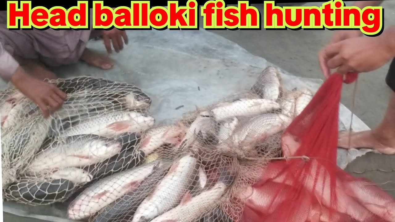 Head balloki Amazing Fishing||pakistan fish hunting Ravi River #fish #hunting #aqibfishers 