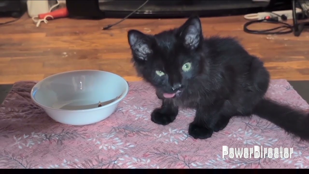 My New Cat Vlog #7