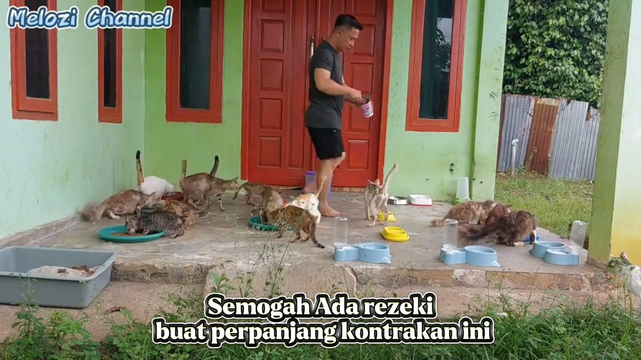 Semua kucing melozi akan di kembalikan kejalanan😭‼️ 10 ribu dari teman-teman sangat berarti
