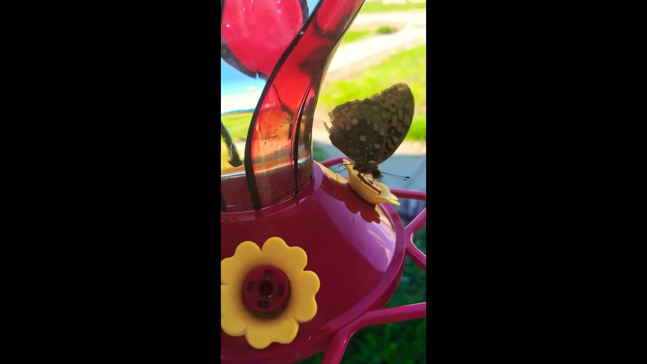 A butterfly eating sugar water for a minute straight