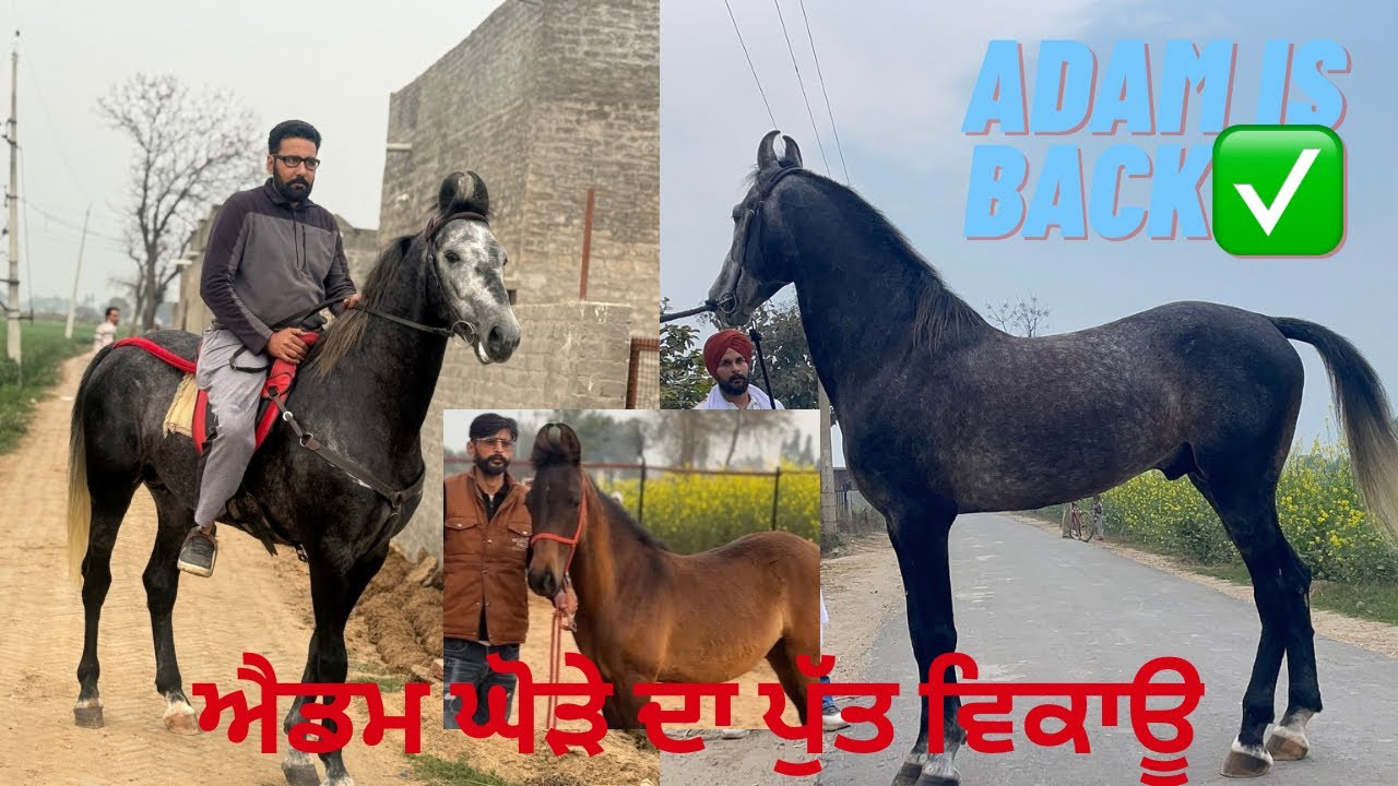 stallion adam-king ਜਮਾ ਝਨੇਰ ਵਾਲੇ ਐਡਮ ਦੀ ਕਾਪੀ ਆ!ਇੱਕ ਨੀਲਾ ਵਿਕਾਊ!ਬੱਚੇ ਵੀ ਨੀਲੇ ਹੀ ਆਉਦੇ! ਫੀਸ ਵੀ ਜਮਾ ਘੱਟ