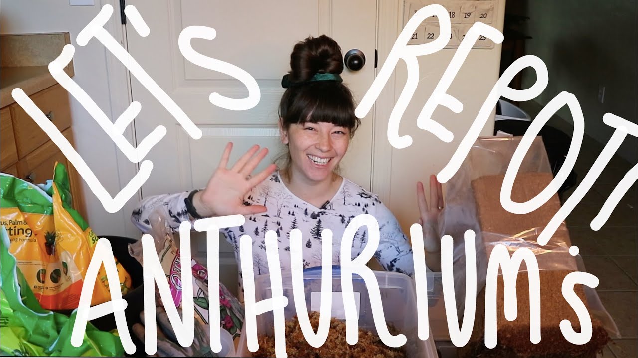 My Anthurium Soil Mixture | Repotting Anthuriums!