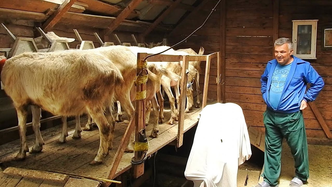 CUM SE MULG CAPRELE SAANEN SI CAT LAPTE DAU, NE EXPLICA DOMNUL MIHAI FILIP,LA FERMA SA DIN IALOMITA.