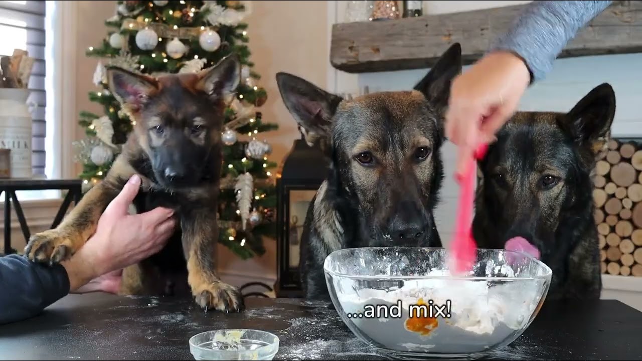 Cooking Chaos With Shepherds