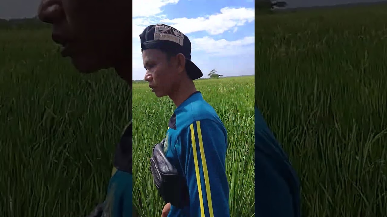 Mengunjungi tanaman padi punya kelawerr kelawerr penuh dengan adegan berbahaya.....😱