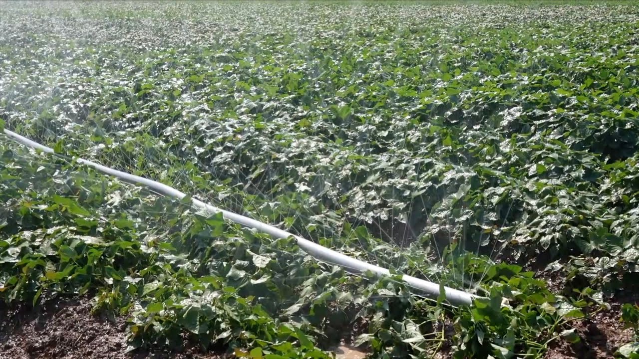 Henan farmers turn to smart irrigation to save autumn crops