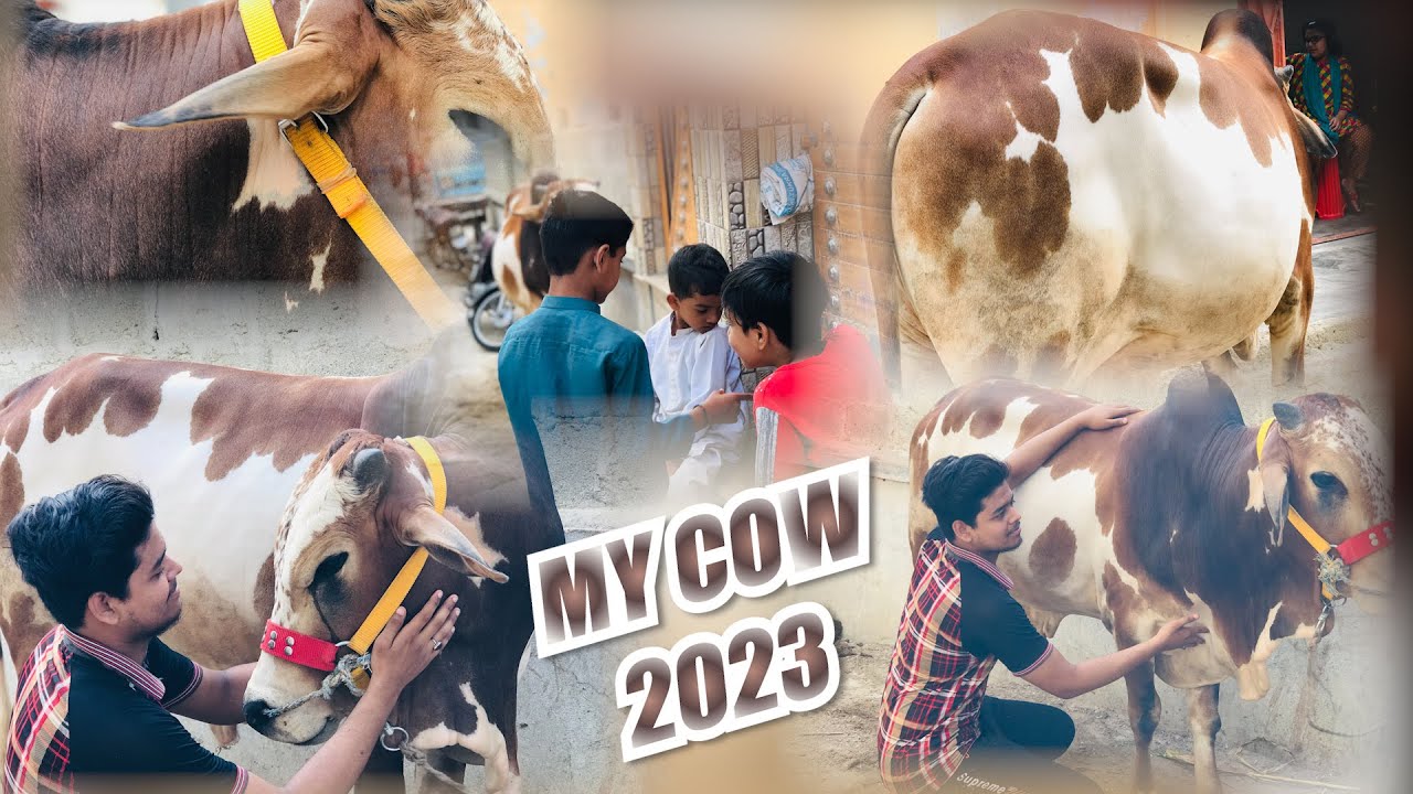 New Vlog With My Cow  || Karam e waris || Mehboob Warsi