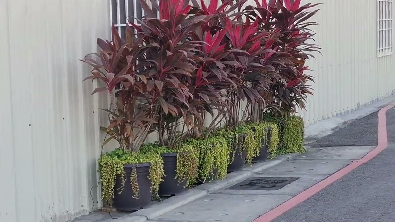 JALAN JALAN DITAMAN KAOHSIUNG SITY# VLOG VIDEOHARIANKU#