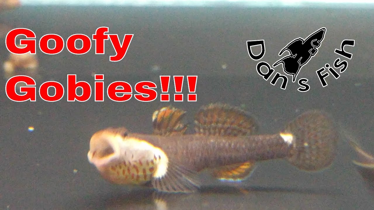 Species Profile: White Cheek Goby