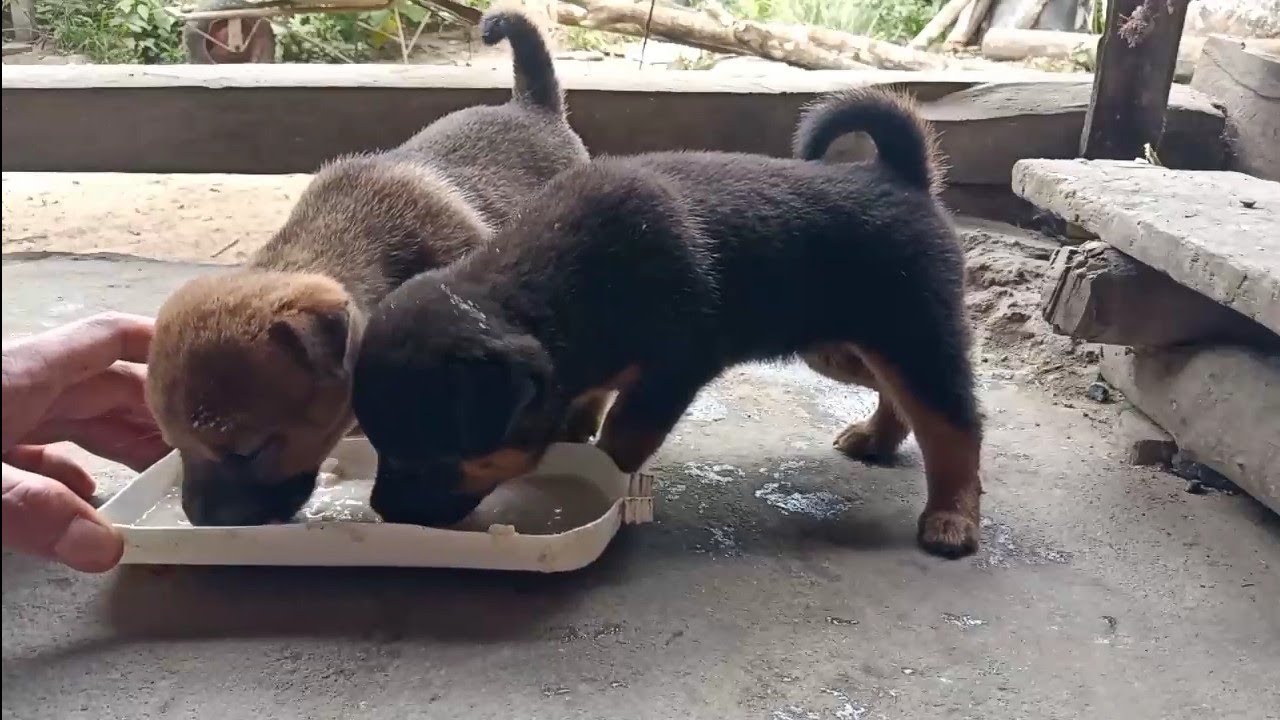 adopsi anak anjing 1 Minggu dari lahir, sebelum bisa melihat, induk nya mati kesenggol mobil