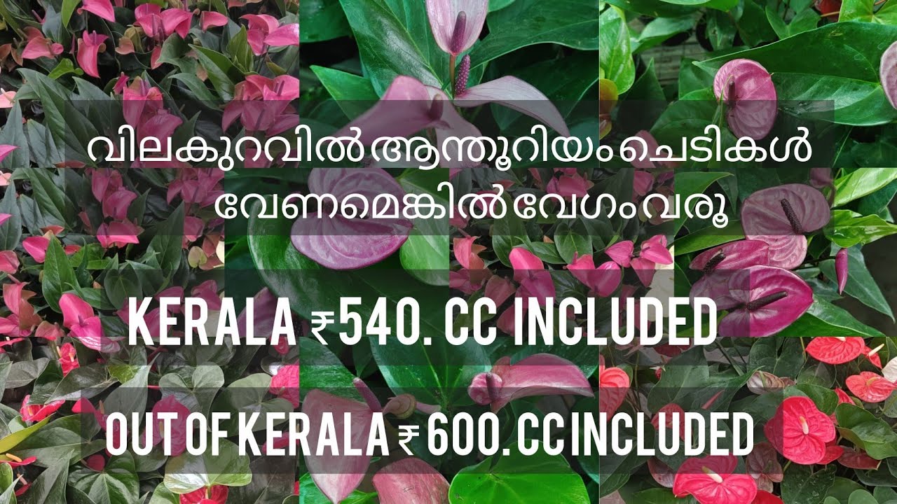 പുതിയ Anthurium Collections .New Combo Offer | #plantsofindia #garden #fernplants #anthurium #plants