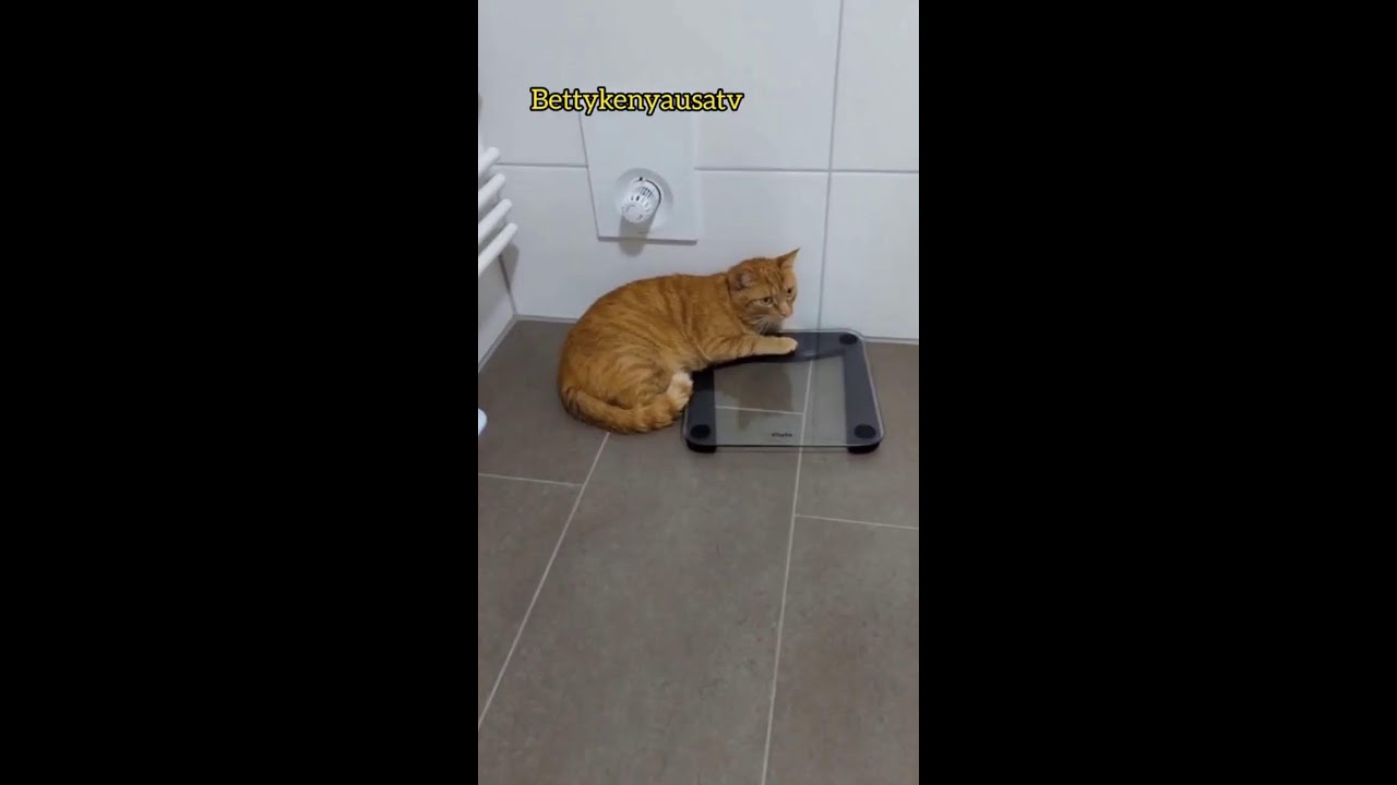 How to bathe your cute cat 🙀#cat