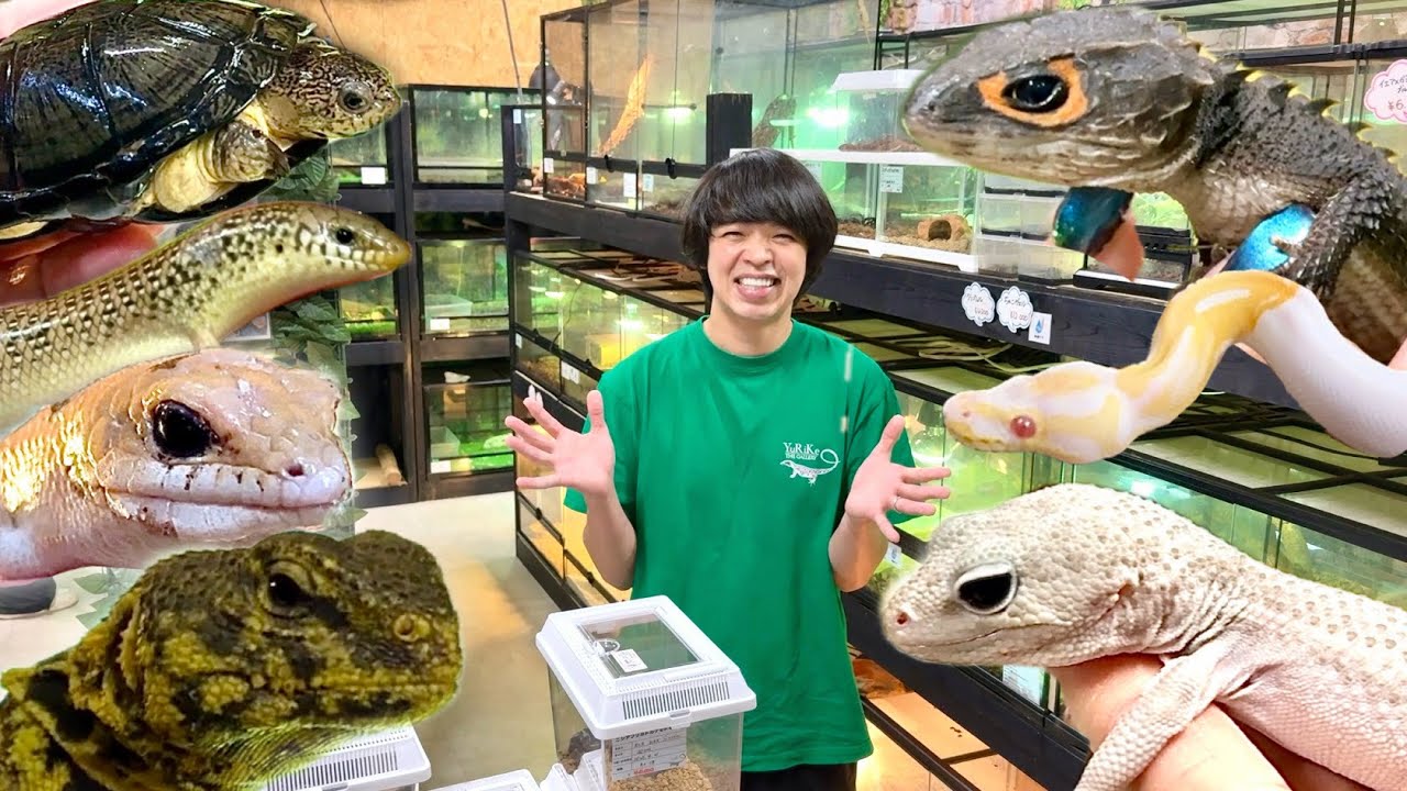 【新入荷生体】13種約100匹の爬虫類がやってきたということで紹介していきます！