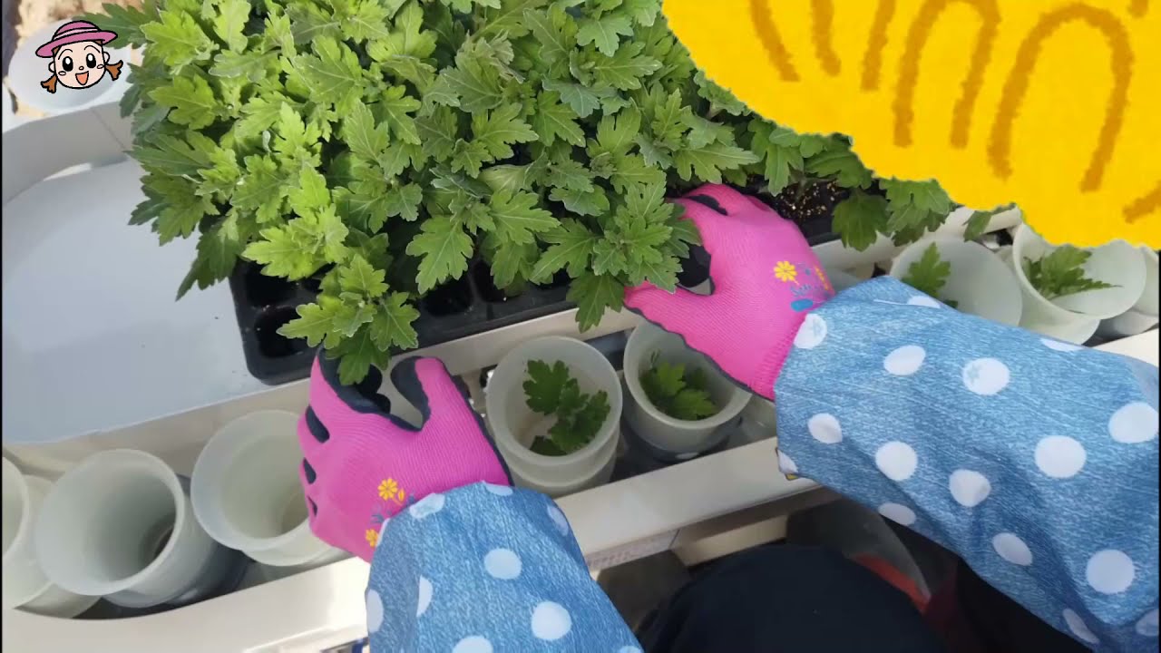 【野菜作機械】乗用2条半自動野菜移植機　狭幅株間仕様　PVHR200-120KL3WD　紹介動画