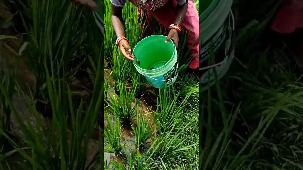Village girl catching crabs in rice field