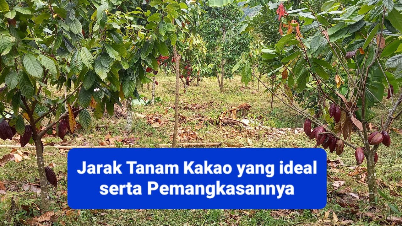 Jarak Tanam Kakao yang ideal serta pemangkasannya #petanikakao #petanimilenial #coklat #cacao