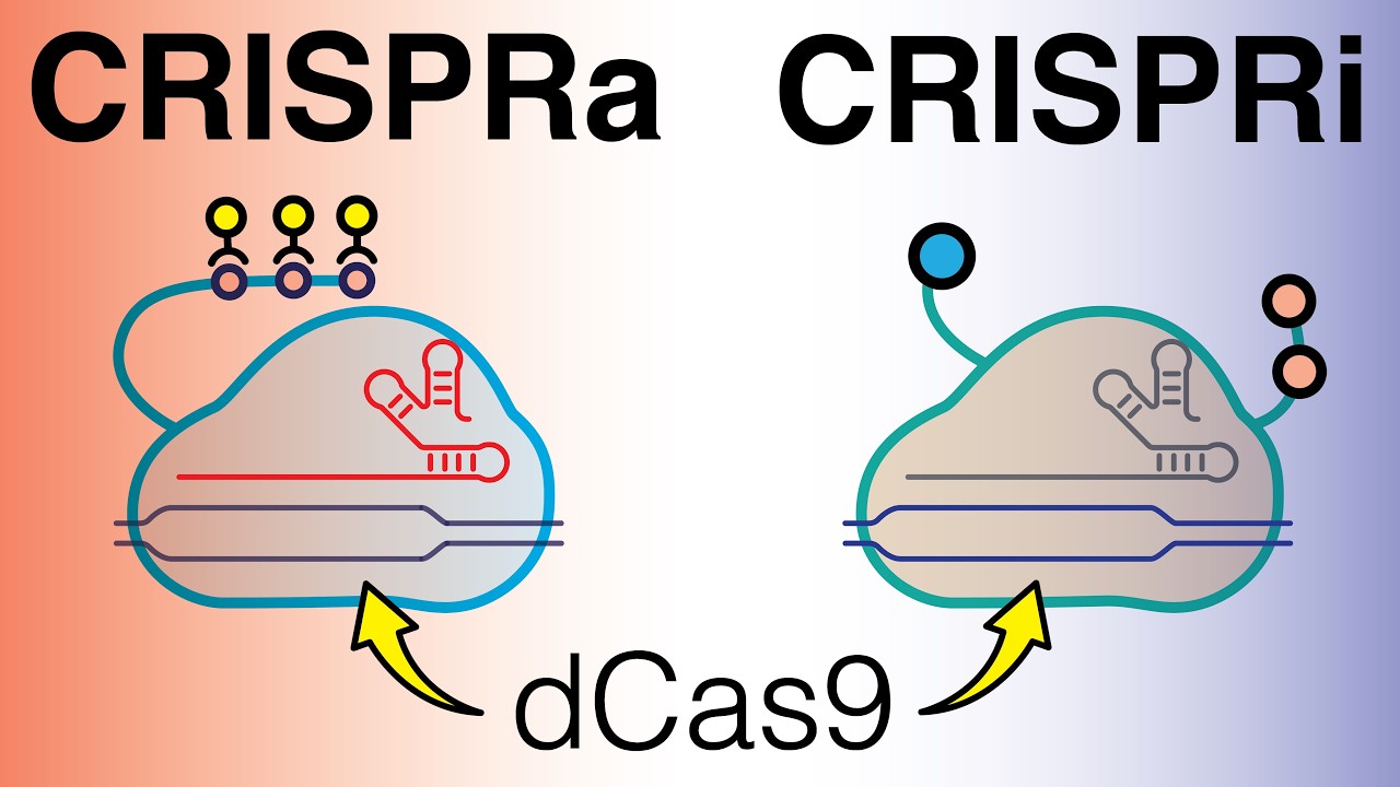 dCas9: CRISPRi CRISPRa CRISPR-ON CRISPR-OFF (кроме редактирования генома Cas9)