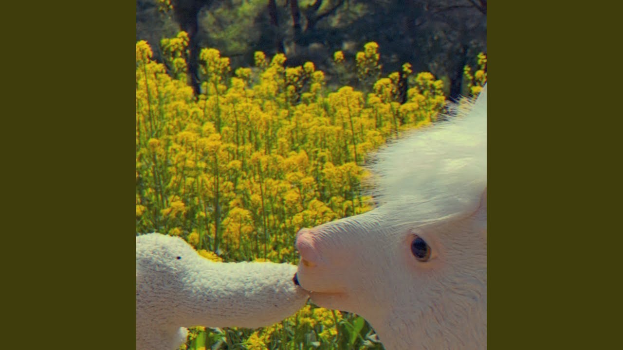 rape flower